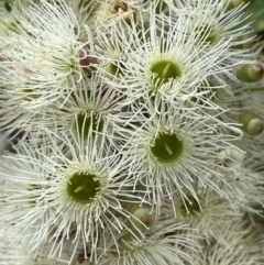 Corymbia gummifera at Dudley, NSW - 22 Jan 2024 11:37 AM