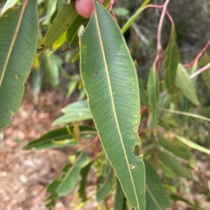 Corymbia gummifera at Dudley, NSW - 22 Jan 2024 11:37 AM