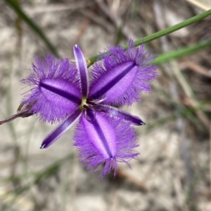 Thysanotus juncifolius at Dudley, NSW - 22 Jan 2024 11:28 AM