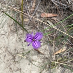 Thysanotus juncifolius at Dudley, NSW - 22 Jan 2024