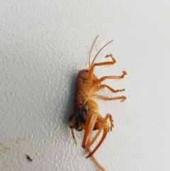 Gryllacrididae (family) (Unidentified Raspy Cricket) at Tinderry, NSW - 21 Jan 2024 by danswell