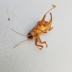 Gryllacrididae (family) at Mt Holland - 22 Jan 2024