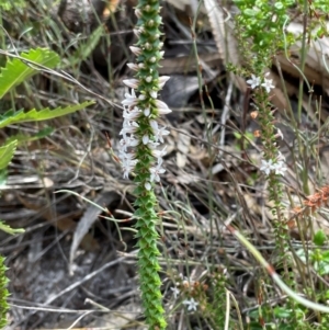 Epacris pulchella at Dudley, NSW - 22 Jan 2024