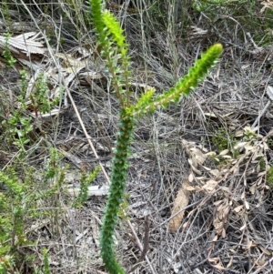 Epacris pulchella at Dudley, NSW - 22 Jan 2024