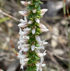 Epacris pulchella at Dudley, NSW - 22 Jan 2024