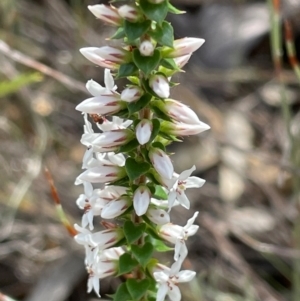 Epacris pulchella at Dudley, NSW - 22 Jan 2024