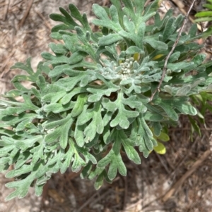 Actinotus helianthi at Dudley, NSW - suppressed