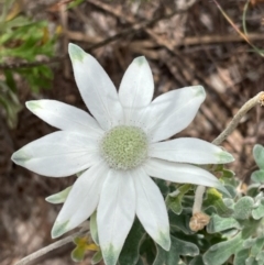 Actinotus helianthi at Dudley, NSW - suppressed