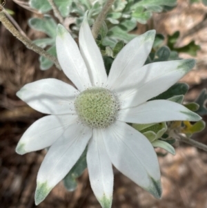 Actinotus helianthi at Dudley, NSW - suppressed