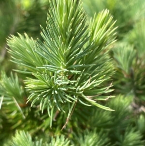 Astroloma pinifolium at Dudley, NSW - 22 Jan 2024