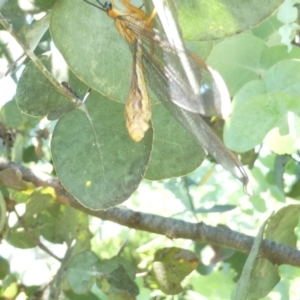 Nymphes myrmeleonoides at Emu Creek Belconnen (ECB) - 22 Jan 2024