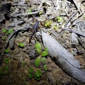 Cercophonius squama at Mt Holland - 21 Jan 2024