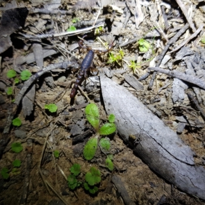 Cercophonius squama (Wood Scorpion) at Mt Holland - 21 Jan 2024 by danswell