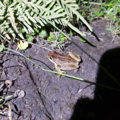 Litoria verreauxii verreauxii (Whistling Tree-frog) at Michelago, NSW - 21 Jan 2024 by danswell