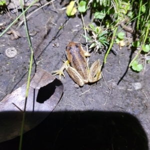 Litoria verreauxii verreauxii at Mt Holland - 21 Jan 2024