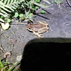 Litoria verreauxii verreauxii at Mt Holland - 21 Jan 2024