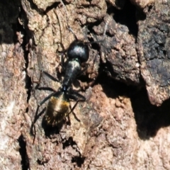 Camponotus aeneopilosus (A Golden-tailed sugar ant) at Wodonga - 21 Jan 2024 by KylieWaldon