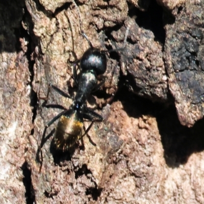 Unidentified Ant (Hymenoptera, Formicidae) at Wodonga - 20 Jan 2024 by KylieWaldon