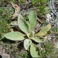 Verbascum thapsus subsp. thapsus (Great Mullein, Aaron's Rod) at Michelago, NSW - 21 Jan 2024 by danswell