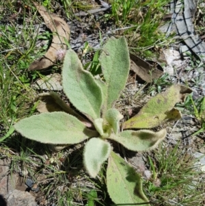 Verbascum thapsus subsp. thapsus at Mt Holland - 21 Jan 2024