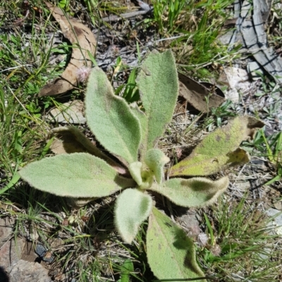 Verbascum thapsus subsp. thapsus (Great Mullein, Aaron's Rod) at Michelago, NSW - 21 Jan 2024 by danswell