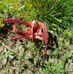 Clathrus archeri (Seastar Stinkhorn) at Mt Holland - 21 Jan 2024 by danswell