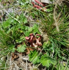 Clathrus archeri at Mt Holland - suppressed