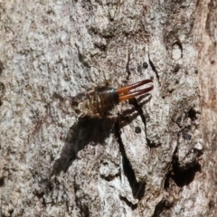 Anisolabididae (family) (Unidentified wingless earwig) at Wodonga - 21 Jan 2024 by KylieWaldon