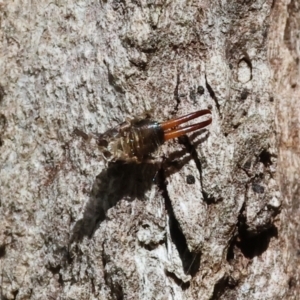Anisolabididae (family) at Wodonga - 21 Jan 2024