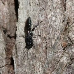 Unidentified Wasp (Hymenoptera, Apocrita) at Wodonga - 20 Jan 2024 by KylieWaldon