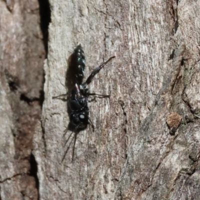 Unverified Wasp (Hymenoptera, Apocrita) at Gateway Island, VIC - 21 Jan 2024 by KylieWaldon