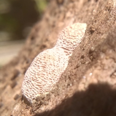 zz flat polypore - white(ish) at Cooma, NSW - 22 Jan 2024 by mahargiani