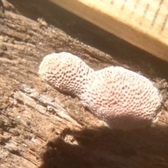 zz flat polypore - white(ish) at Cooma North Ridge Reserve - 22 Jan 2024