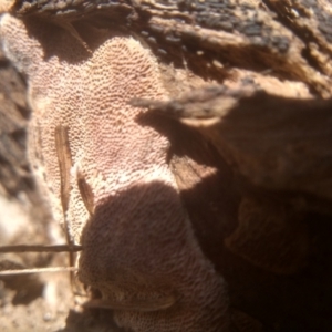 zz flat polypore - white(ish) at Cooma North Ridge Reserve - 22 Jan 2024 02:17 PM