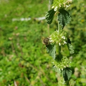 Apis mellifera at Mt Holland - 21 Jan 2024