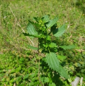 Urtica urens at Mt Holland - 21 Jan 2024