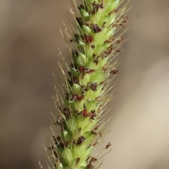 Setaria parviflora (Slender Pigeon Grass) at Gateway Island, VIC - 20 Jan 2024 by KylieWaldon