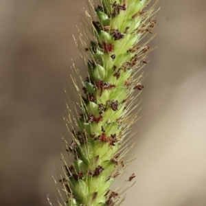 Setaria parviflora at Wodonga - 21 Jan 2024 08:17 AM