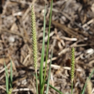 Setaria parviflora at Wodonga - 21 Jan 2024 08:17 AM