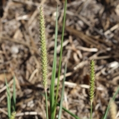 Setaria parviflora at Wodonga - 21 Jan 2024