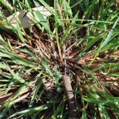 Setaria parviflora at Wodonga - 21 Jan 2024 08:17 AM