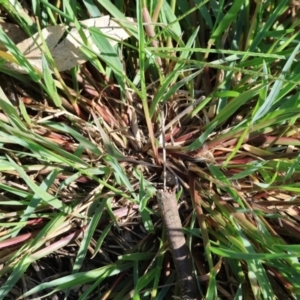 Setaria parviflora at Wodonga - 21 Jan 2024 08:17 AM
