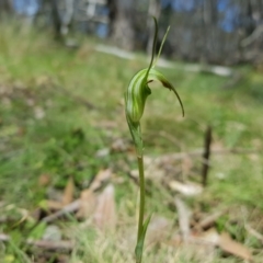 Diplodium decurvum (Summer greenhood) at Mt Holland - 21 Jan 2024 by danswell