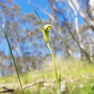 Diplodium decurvum at Mt Holland - 21 Jan 2024