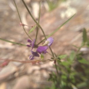 Glycine clandestina at Cooma North Ridge Reserve - 22 Jan 2024 03:02 PM