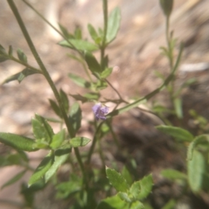 Glycine clandestina at Cooma North Ridge Reserve - 22 Jan 2024 03:02 PM