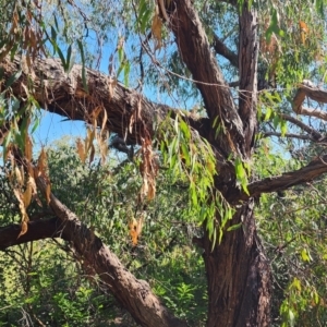 Eucalyptus nicholii at Florey, ACT - 22 Jan 2024
