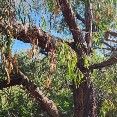 Eucalyptus nicholii (Narrow-leaved Black Peppermint) at Florey, ACT - 21 Jan 2024 by Steve818