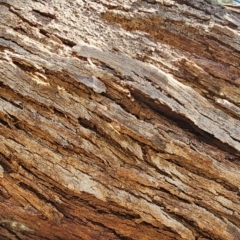 Eucalyptus nicholii at Florey, ACT - 22 Jan 2024