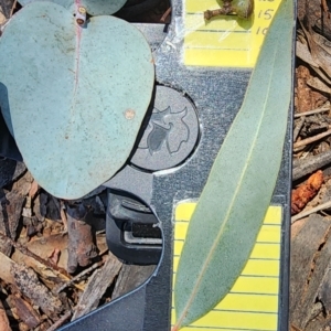Eucalyptus rubida subsp. rubida at Aranda Bushland - 22 Jan 2024